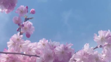 İngiltere 'de güneşli bir günde, çiçek açan ağaçtaki güzel pembe çiçekler, yavaş çekim.