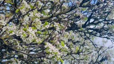 İngiltere 'de bahar çiçekleri, yavaş çekim