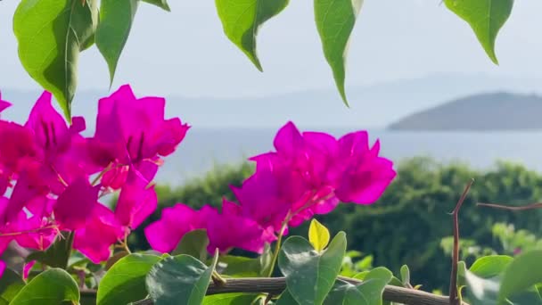 Parlak Pembe Bougainvillea Çiçekleri Deniz Manzarası Açık Bir Gökyüzünün Altında — Stok video