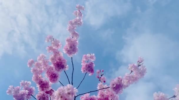 Beautiful Pink Flowers Blooming Tree Sunny Day England Slow Motion — Stock Video