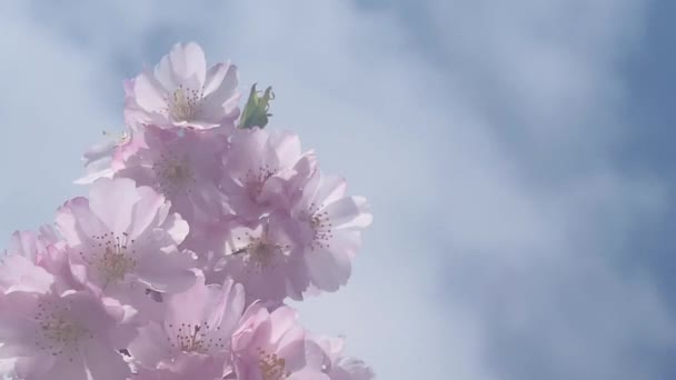 Mooie Roze Bloemen Bloeiende Boom Een Zonnige Dag Engeland Slow — Stockvideo