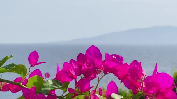 Bright Pink Bougainvillea Flowers Seascape Coastline Clear Sky Summer Holiday — Stock Video