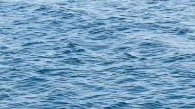İngiltere 'de güneşli bir günde, çiçek açan ağaçtaki güzel pembe çiçekler, yavaş çekim.