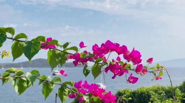 Parlak pembe bougainvillea çiçekleri ve deniz manzarası, açık gökyüzünün altındaki sahil şeridi, yaz tatili seyahati. Yüksek kalite 4k görüntü