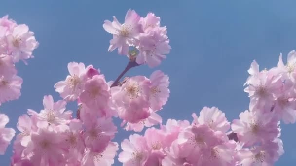 Розовые Цветы Цветущем Дереве Солнечный День Англии Замедленное Движение Высококачественные — стоковое видео