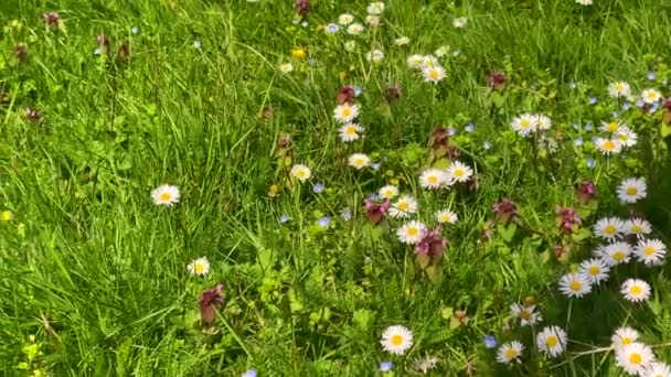 Saftig Grünes Gras Und Gänseblümchenblumen Wiegen Sich Sanft Der Brise — Stockvideo