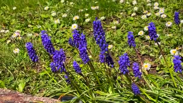 Πράσινο Γρασίδι Λεβάντα Και Μαργαρίτα Λουλούδια Λικνίζονται Απαλά Στο Αεράκι — Αρχείο Βίντεο