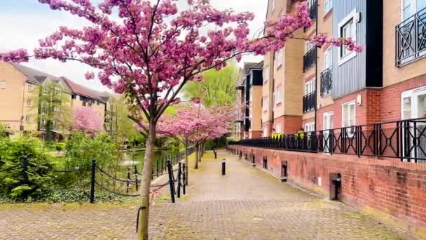 Prachtige Roze Bloeiende Bomen Langs Een Woonwijk Langs Het Rustige — Stockvideo