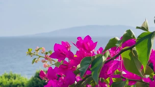 Ярко Розовые Цветы Бугаинвиллеи Мыс Береговая Линия Ясным Небом Летние — стоковое видео