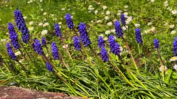Πράσινο Γρασίδι Λεβάντα Και Μαργαρίτα Λουλούδια Λικνίζονται Απαλά Στο Αεράκι — Αρχείο Βίντεο