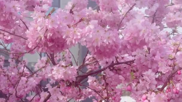 Piękne Różowe Kwiaty Kwitnącym Drzewie Słoneczny Dzień Anglii Zwolnione Tempo — Wideo stockowe