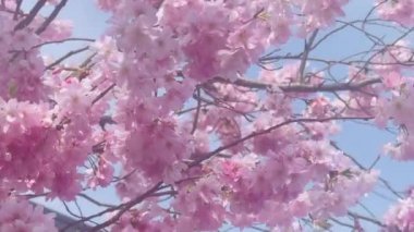 İngiltere 'de güneşli bir günde çiçek açan ağaçtaki güzel pembe çiçekler, yavaş çekim. Yüksek kalite 4k görüntü