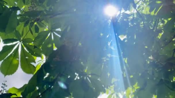 Pohled Nahoru Přes Vrcholky Stromů Sluncem Zářícím Zeleným Listím Jaro — Stock video