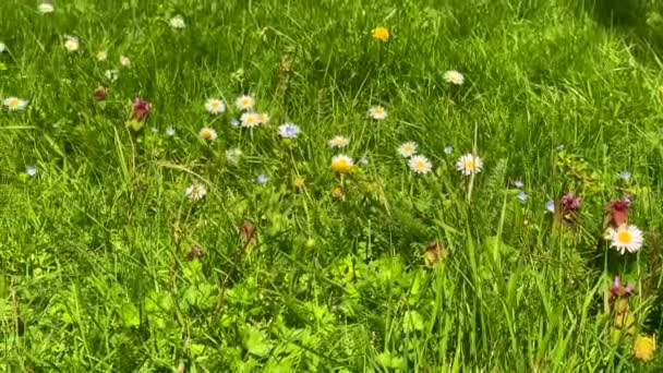 Πλούσιο Πράσινο Γρασίδι Και Λουλούδια Μαργαρίτα Ταλαντεύονται Απαλά Στο Αεράκι — Αρχείο Βίντεο