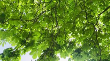 Ağaçların tepelerine bakıyorum. Güneş yeşil yaprakların arasından parlıyor. Bahar mevsimi, İngiltere 'nin kırsal kesimlerinde güneşli bir günde.