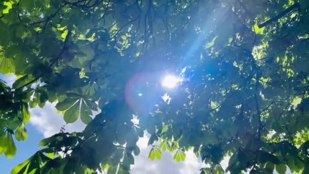 Pohled Nahoru Přes Vrcholky Stromů Sluncem Zářícím Zeleným Listím Jaro — Stock video