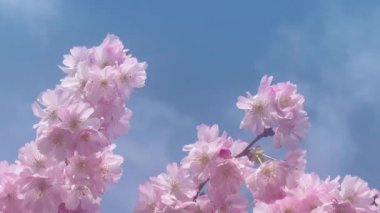 İngiltere 'de güneşli bir günde çiçek açan ağaçtaki güzel pembe çiçekler, yavaş çekim. Yüksek kalite 4k görüntü