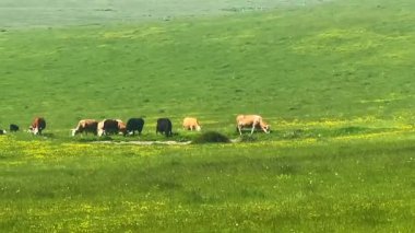 İngiliz kırsalında inekler ve sığırlar, İngiliz çiftlik hayvanları endüstrisi, sığır ve süt ürünleri ve tarım kavramı