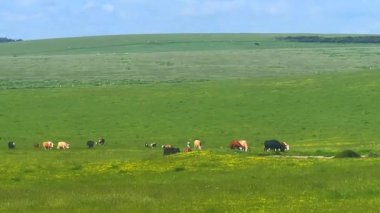 İngiliz kırsalında inekler ve sığırlar, İngiliz çiftlik hayvanları endüstrisi, sığır ve süt ürünleri ve tarım kavramı