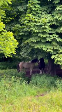 İki at, İngiltere 'nin sakin kırsalında gür yeşilliklerle çevrili büyük bir ağacın gölgesinde huzur içinde duruyor. Yüksek kalite 4k görüntü