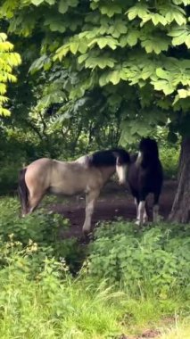 İki at, İngiltere 'nin sakin kırsalında gür yeşilliklerle çevrili büyük bir ağacın gölgesinde huzur içinde duruyor. Yüksek kalite 4k görüntü