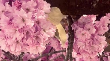 Birbirine dolanan dallarda pembe çiçekler açar. İlkbaharın romantik ve zamansız bir görüntüsünü yaratır. Güzellik, doğanın özünü yakalar.