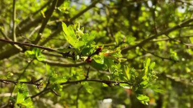 Canlı yeşil yapraklar ve tomurcuklanan dallar, İngiliz kırsalında bahar büyümesinin özünü yakalıyor. Doğa yenilenmesi ve huzur veren güzelliği ön plana çıkarıyor. Açık hava ilhamı için mükemmel.
