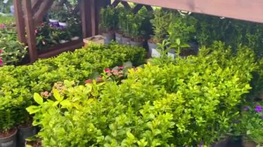 Bahçe merkezi yeşil bitki ve çalıların ahşap bir bahçe yapısı altında sergilenmesi, doğal güzellik ve sükunet duygusu yayıyor iyi bakılmış bir İngiliz kırsal kesiminde