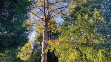 Genişleyen dalları ve yemyeşil yaprakları olan, yoğun yeşillik ve yumuşak güneş ışığıyla çevrelenmiş uzun bir ağacın yer aldığı İngiliz kırsal bölgesi.