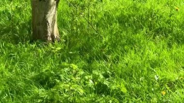 Parlak sarı karahindibalarla kaplı yeşil çayır doğal cazibe ve güzellikle dolu huzurlu bir kır manzarası yakalıyor.