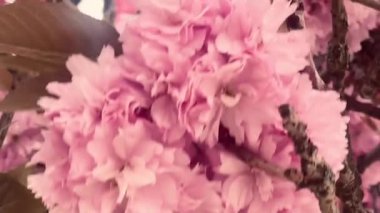 Birbirine dolanan dallarda pembe çiçekler açar. İlkbaharın romantik ve zamansız bir görüntüsünü yaratır. Güzellik, doğanın özünü yakalar.