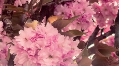 Birbirine dolanan dallarda pembe çiçekler açar. İlkbaharın romantik ve zamansız bir görüntüsünü yaratır. Güzellik, doğanın özünü yakalar.