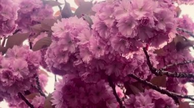 Birbirine dolanan dallarda pembe çiçekler açar. İlkbaharın romantik ve zamansız bir görüntüsünü yaratır. Güzellik, doğanın özünü yakalar.