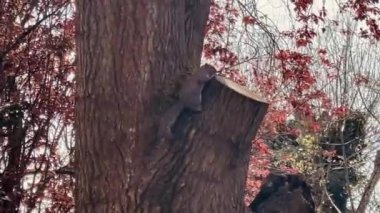 İngiliz kırsalındaki şirin sincap, ağır çekimde.