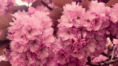 Birbirine dolanan dallarda pembe çiçekler açar. İlkbaharın romantik ve zamansız bir görüntüsünü yaratır. Güzellik, doğanın özünü yakalar.