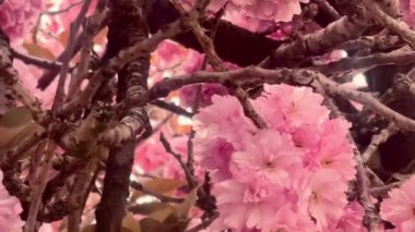 Birbirine dolanan dallarda pembe çiçekler açar. İlkbaharın romantik ve zamansız bir görüntüsünü yaratır. Güzellik, doğanın özünü yakalar.