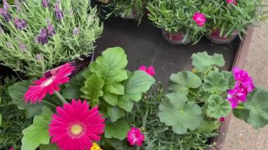 Bahçe merkezi yeşil bitki ve çalıların ahşap bir bahçe yapısı altında sergilenmesi, doğal güzellik ve sükunet duygusu yayıyor iyi bakılmış bir İngiliz kırsal kesiminde