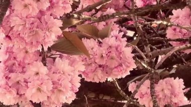 Birbirine dolanan dallarda pembe çiçekler açar. İlkbaharın romantik ve zamansız bir görüntüsünü yaratır. Güzellik, doğanın özünü yakalar.