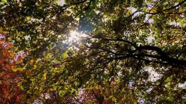 Altın güneş ışığı, sık bir orman tepe örtüsünün sonbahar yapraklarının arasından süzülür. Sıcak parlaklıklar bırakır ve huzurlu ormanlık alanlarda gölgeler oluşturur.