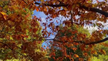 Kırmızı, turuncu ve altın rengi tonlarda zengin sonbahar yaprakları berrak mavi bir gökyüzü oluşturarak canlı ve pitoresk bir orman manzarası yaratır.