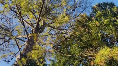 Genişleyen dalları ve yemyeşil yaprakları olan, yoğun yeşillik ve yumuşak güneş ışığıyla çevrelenmiş uzun bir ağacın yer aldığı İngiliz kırsal bölgesi.