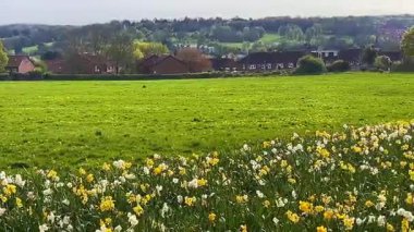 Çiçek açan sarı nergisli yeşil çayır, ağaçlarla çevrili ve açık gökyüzünün altında ilginç kırmızı tuğlalı evler.