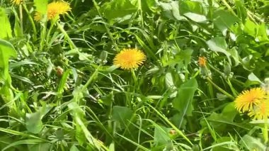 Parlak sarı karahindibalar yemyeşil yaprakların arasında çiçek açar, sıcaklığı, neşeyi ve canlı bir kırsal çayırdaki basit kır çiçeklerinin güzelliğini sembolize eder.