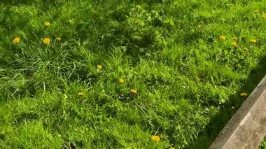 Parlak sarı karahindibalarla kaplı yeşil çayır doğal cazibe ve güzellikle dolu huzurlu bir kır manzarası yakalıyor.