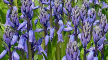 Çiçek açan çan çiçekleri yemyeşil bir çayırda, İngiliz kırsalında ilkbaharın doğal güzelliğini sergiliyor.