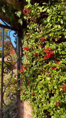 Canlı kırmızı yaprakları olan sarmaşık ve tırmanan bitkiler duvarı, zarif bir kırsal alanda zengin sonbahar renkleri ve doğal dokuları sergiliyor.