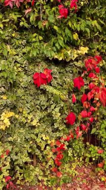 Canlı kırmızı yaprakları olan sarmaşık ve tırmanan bitkiler duvarı, zarif bir kırsal alanda zengin sonbahar renkleri ve doğal dokuları sergiliyor.