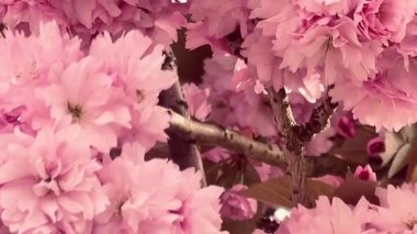 Birbirine dolanan dallarda pembe çiçekler açar. İlkbaharın romantik ve zamansız bir görüntüsünü yaratır. Güzellik, doğanın özünü yakalar.