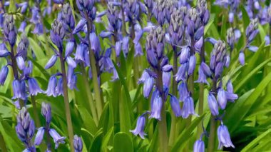 Çiçek açan çan çiçekleri yemyeşil bir çayırda, İngiliz kırsalında ilkbaharın doğal güzelliğini sergiliyor.