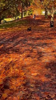 İngiltere 'de mevsimsel güzellikleri gözler önüne seren turuncu ve yeşil renkli ağaçlarla çevrili, altın sonbahar yapraklarıyla kaplı sakin bir park yolu.